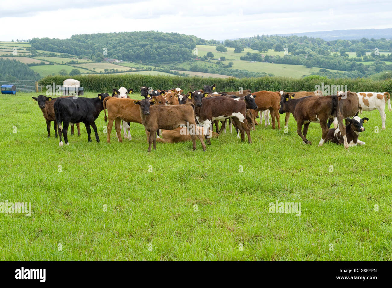 mix of dairy calves in a field Stock Photo