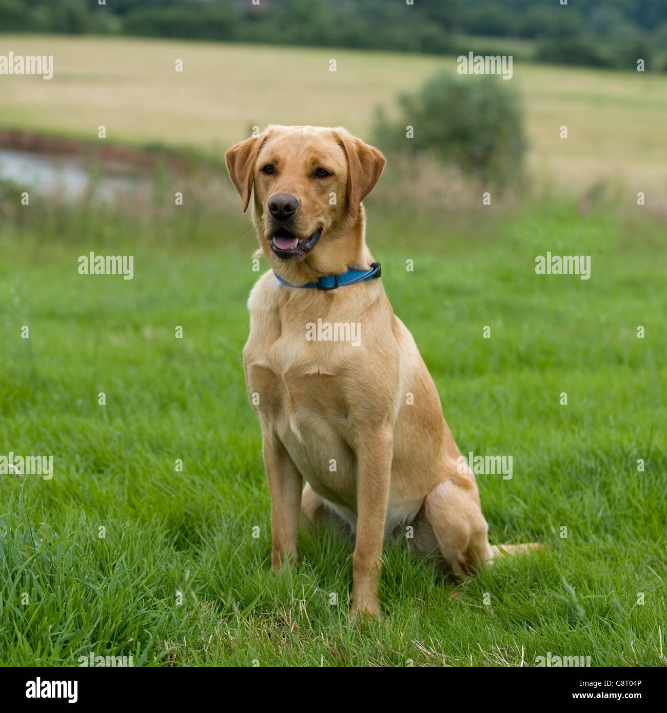 yellow labrador retriever Stock Photo Alamy