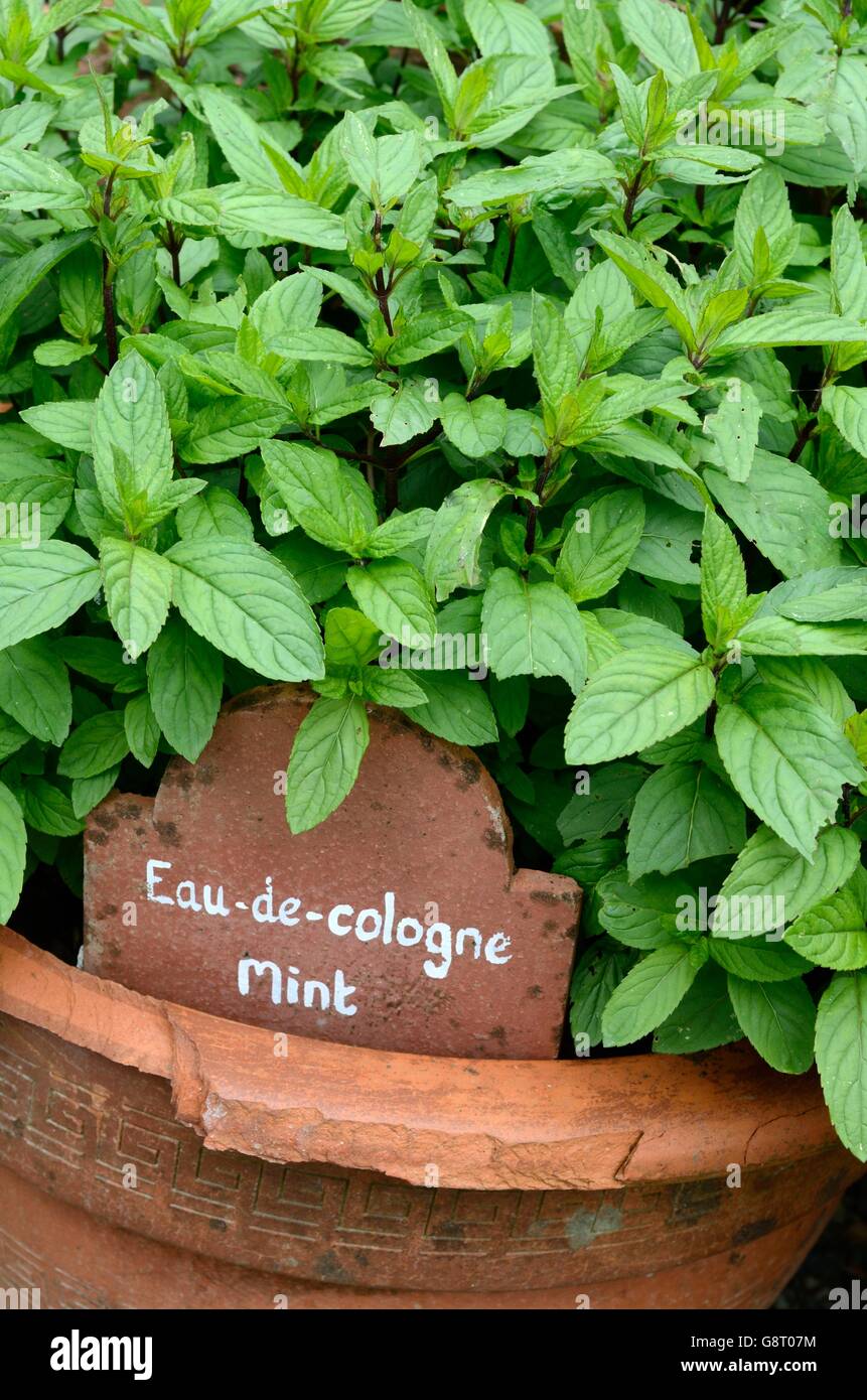 Eau De Cologne Mint  Mentha x piperita f. citrata growing in a terracotta pot Stock Photo