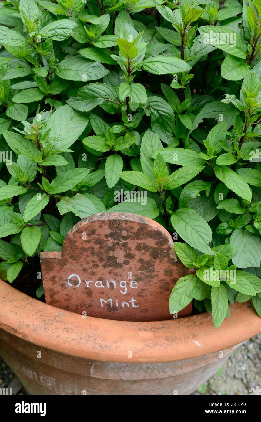 Orange Mint Plant
