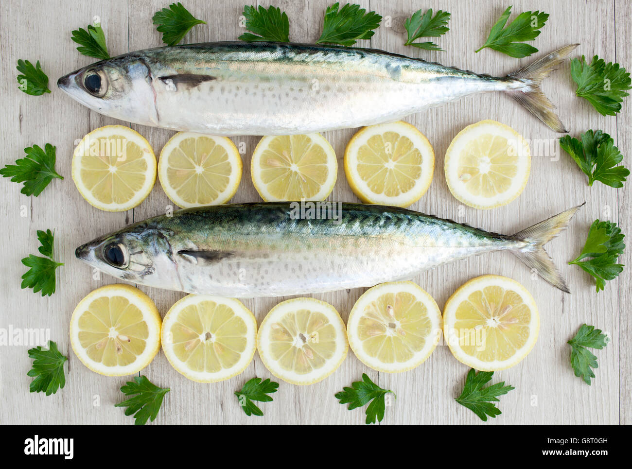 Atlantic mackerel common mackerel hires stock photography and