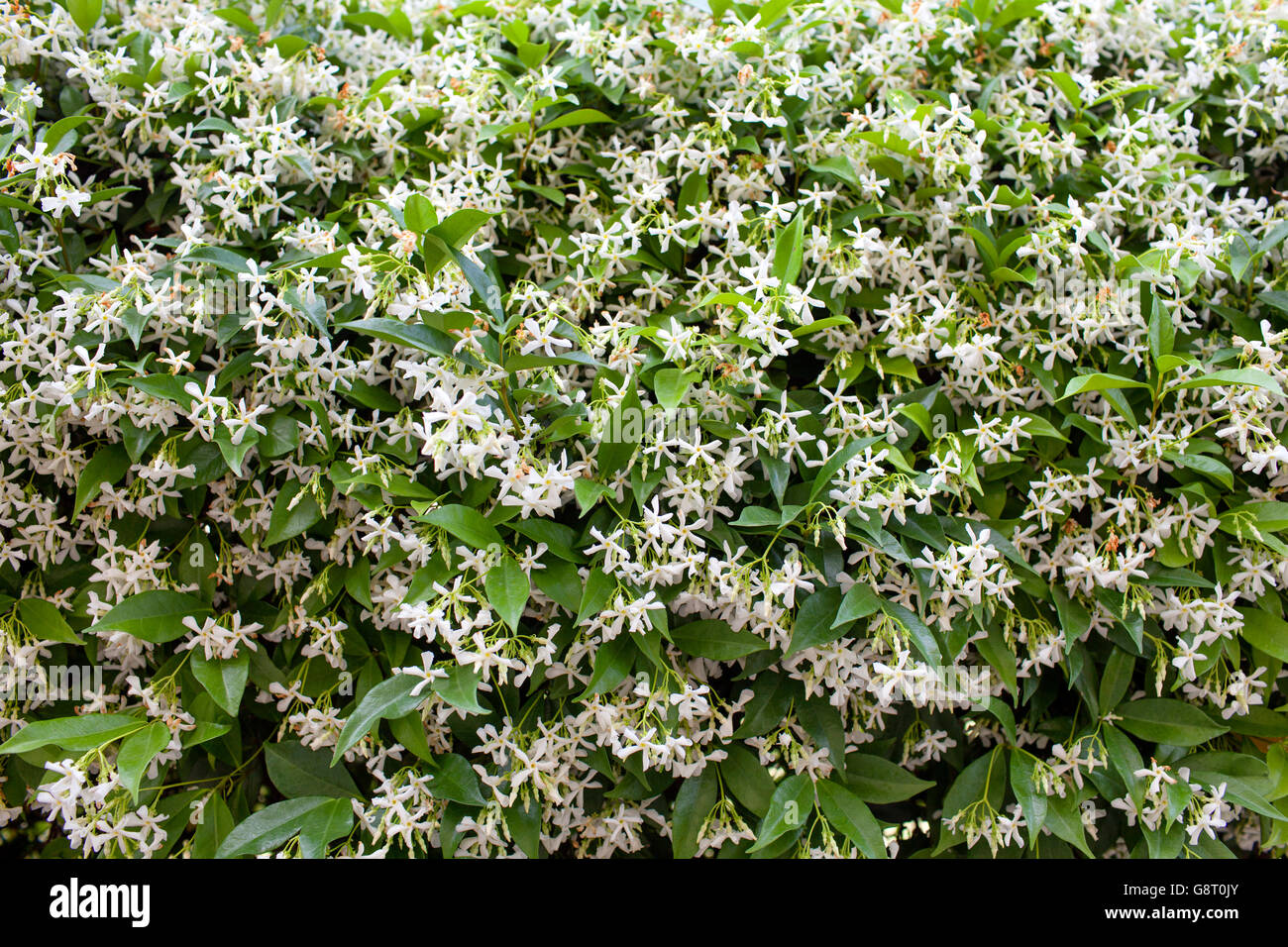 Star Jasmine (Trachelospermum jasminoides) Stock Photo