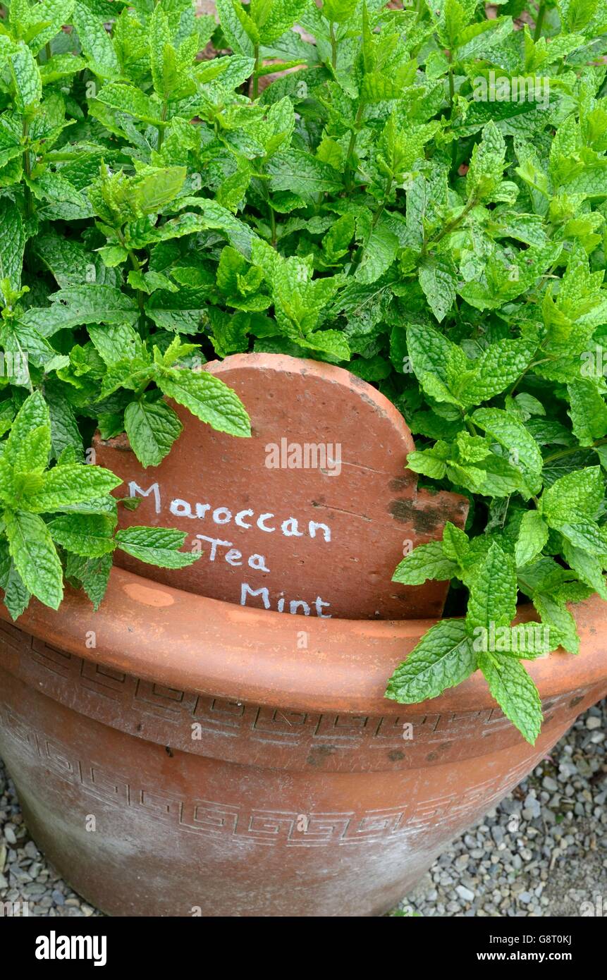 Moroccan Mint Mentha spicata growing in a terracotta pot Stock Photo