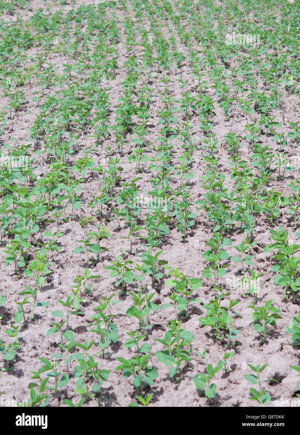 soybean Field Rows in spring Stock Photo
