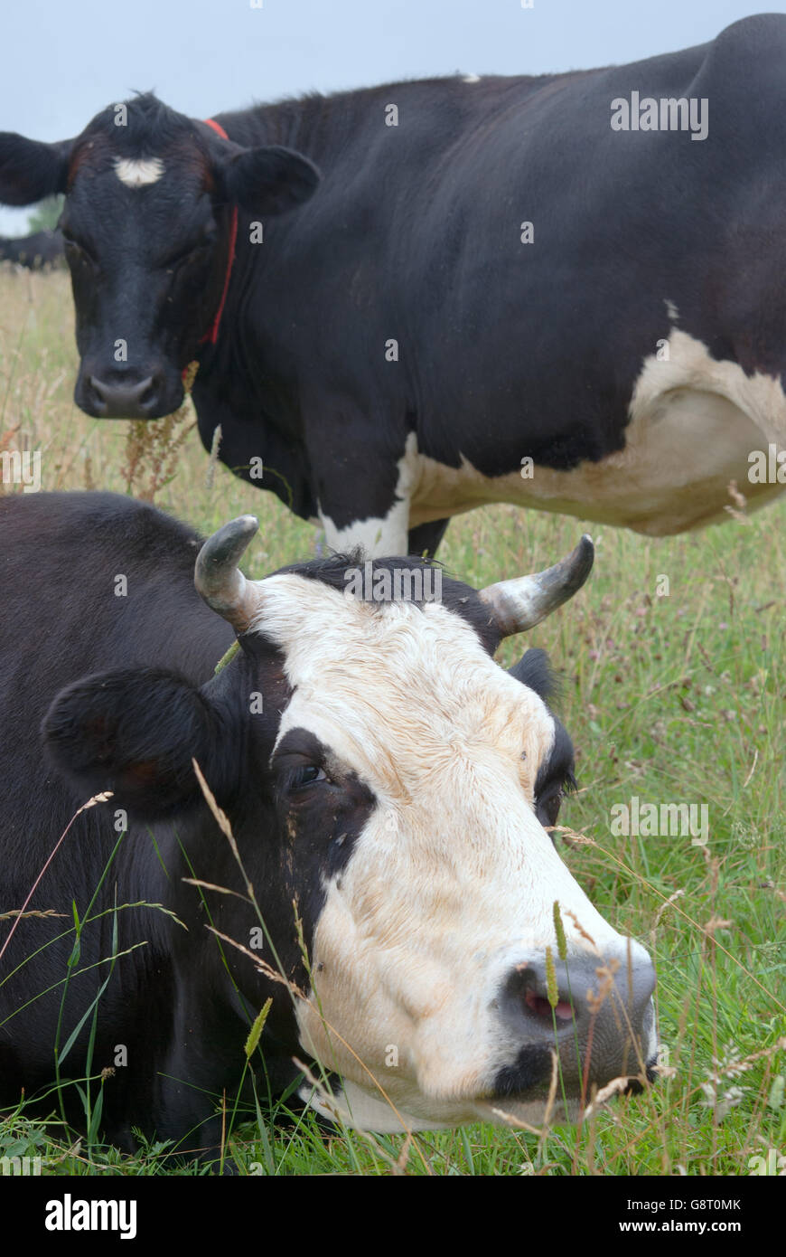 Standing grazing black white hi-res stock photography and images - Alamy