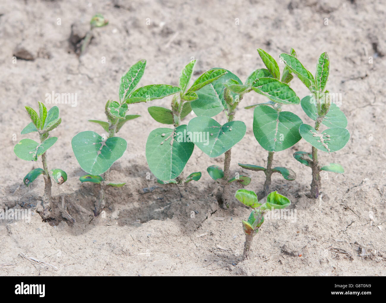soybean Field Rows in spring Stock Photo