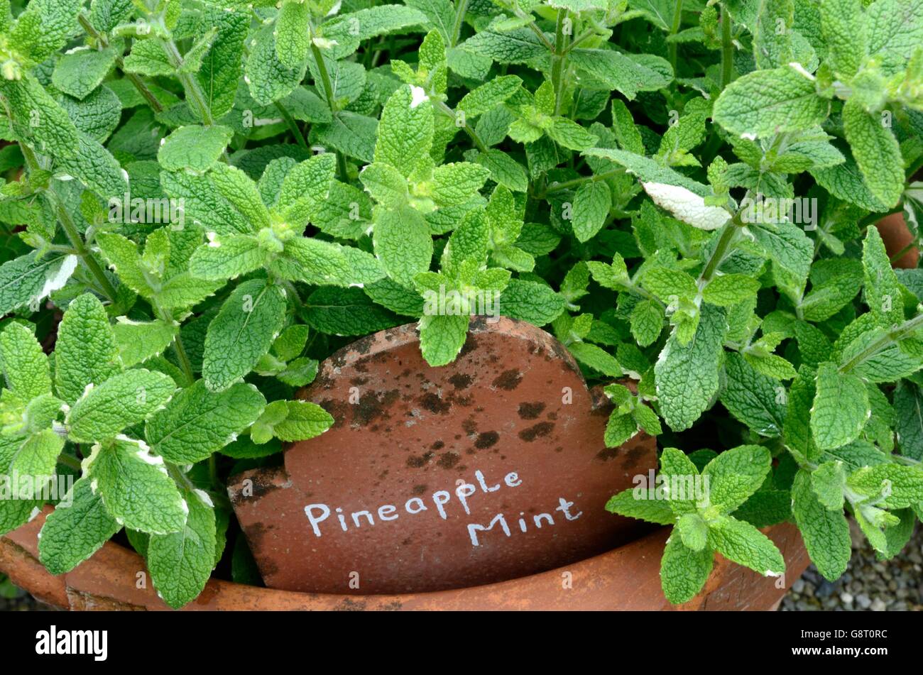 Pineapple Mint Mentha sauveolens 'Varigata' growing in a terracotta pot