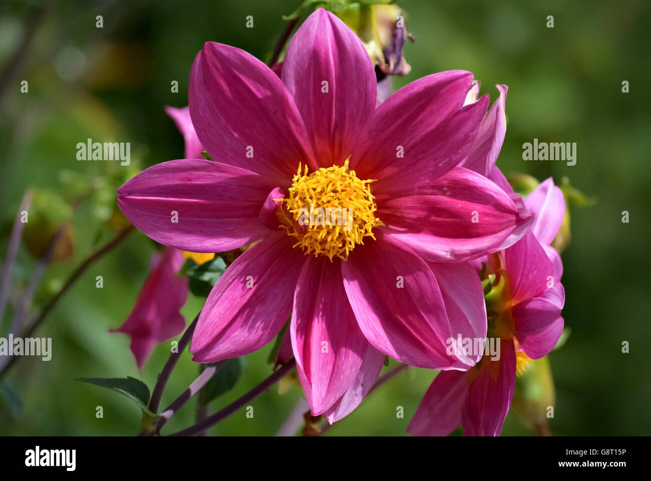 Closeup of a beautiful pink flower with yellow pistil Stock Photo