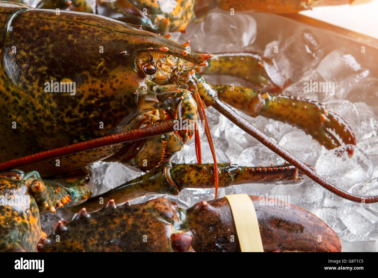 Head of raw lobster Stock Photo Alamy
