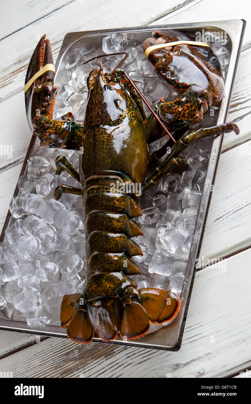 Raw lobster with tied claws Stock Photo Alamy