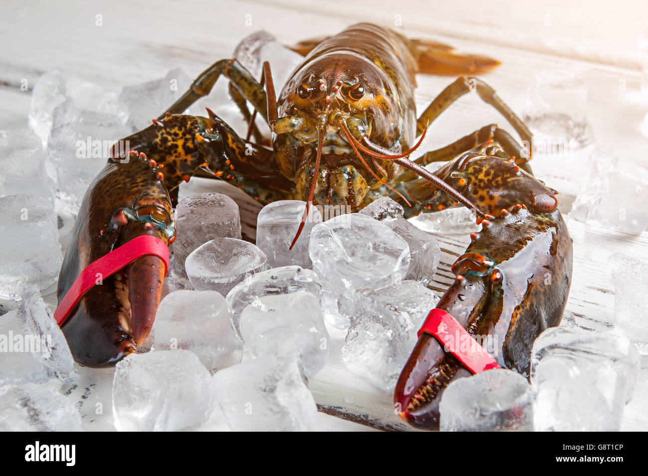 Ice cubes and raw lobster Stock Photo Alamy