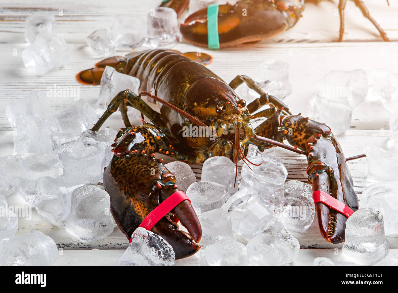 Raw lobsters and ice cubes Stock Photo Alamy