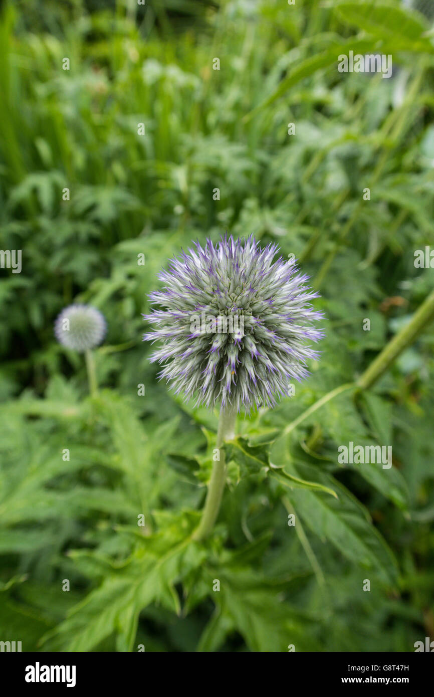 Blue thistle like plant hires stock photography and images Alamy