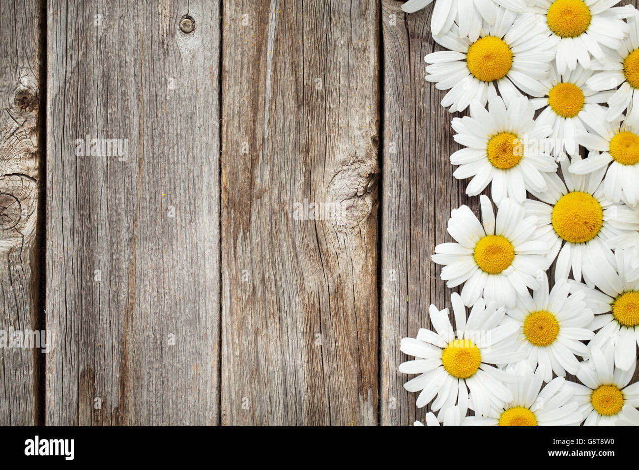 Daisy chamomile flowers on wooden garden table. Top view with copy