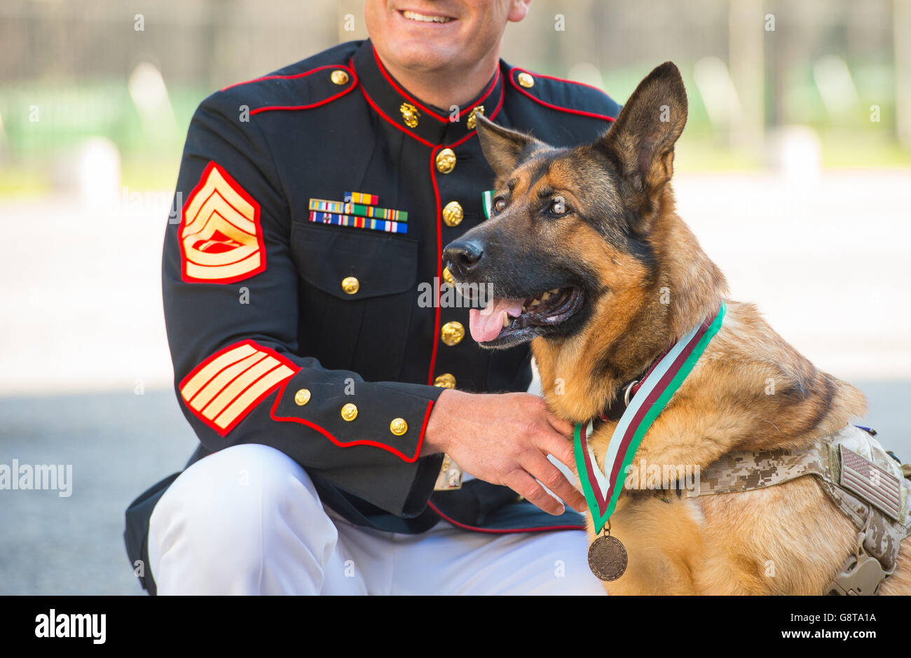 Retired US Marine Corps dog Lucca with her owner Gunnery Sergeant Chris Willingham, after she was awarded the PDSA Dickin Medal - the animal equivalent of the Victoria Cross - at a ceremony at Wellington Barracks in London. Stock Photo