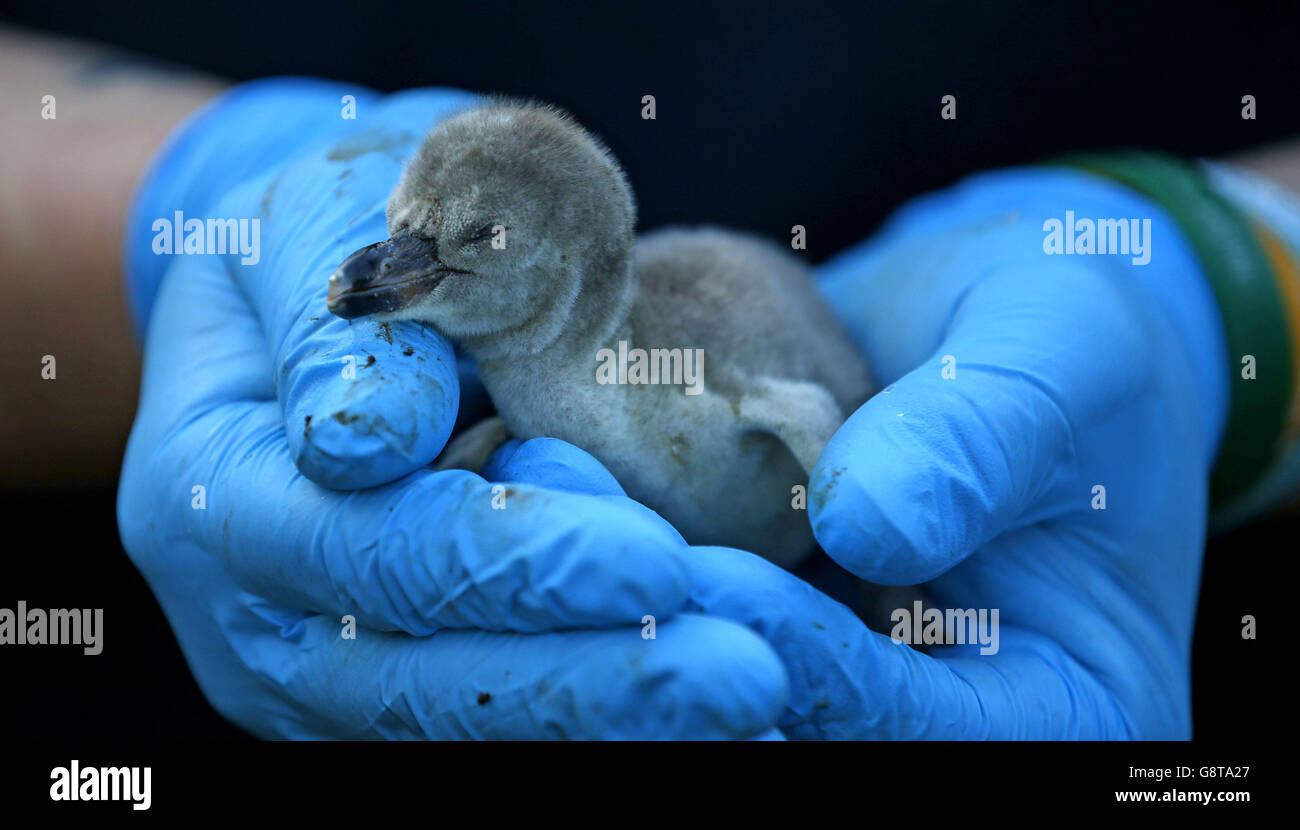 Zoo keepers check on Frazzle a one day old newly hatched Humboldt