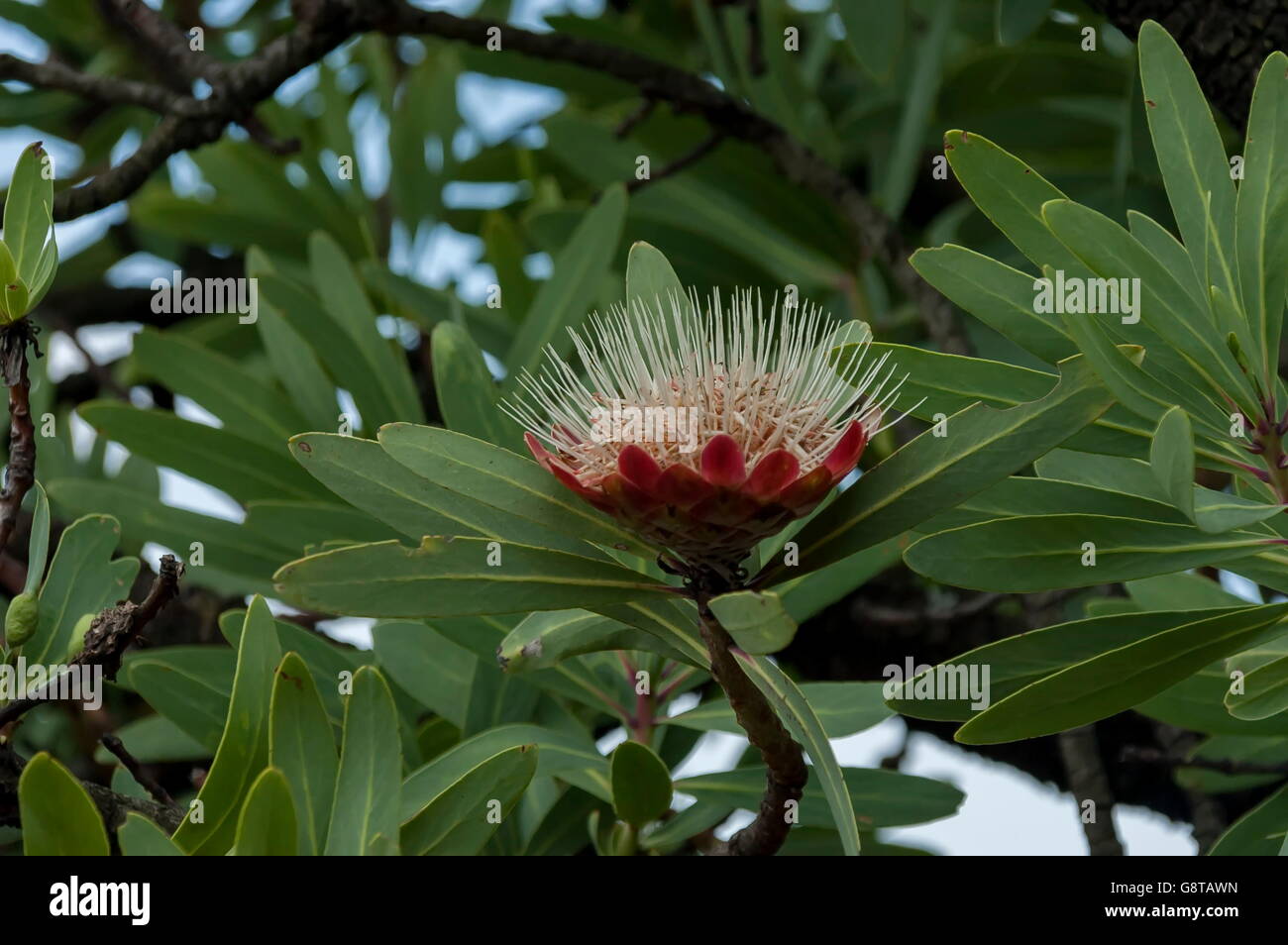 Protea flowers, South African flowering plants, sugarbushes Stock Photo