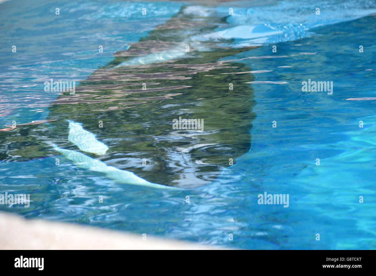 Kiska orca swimming underwater Stock Photo