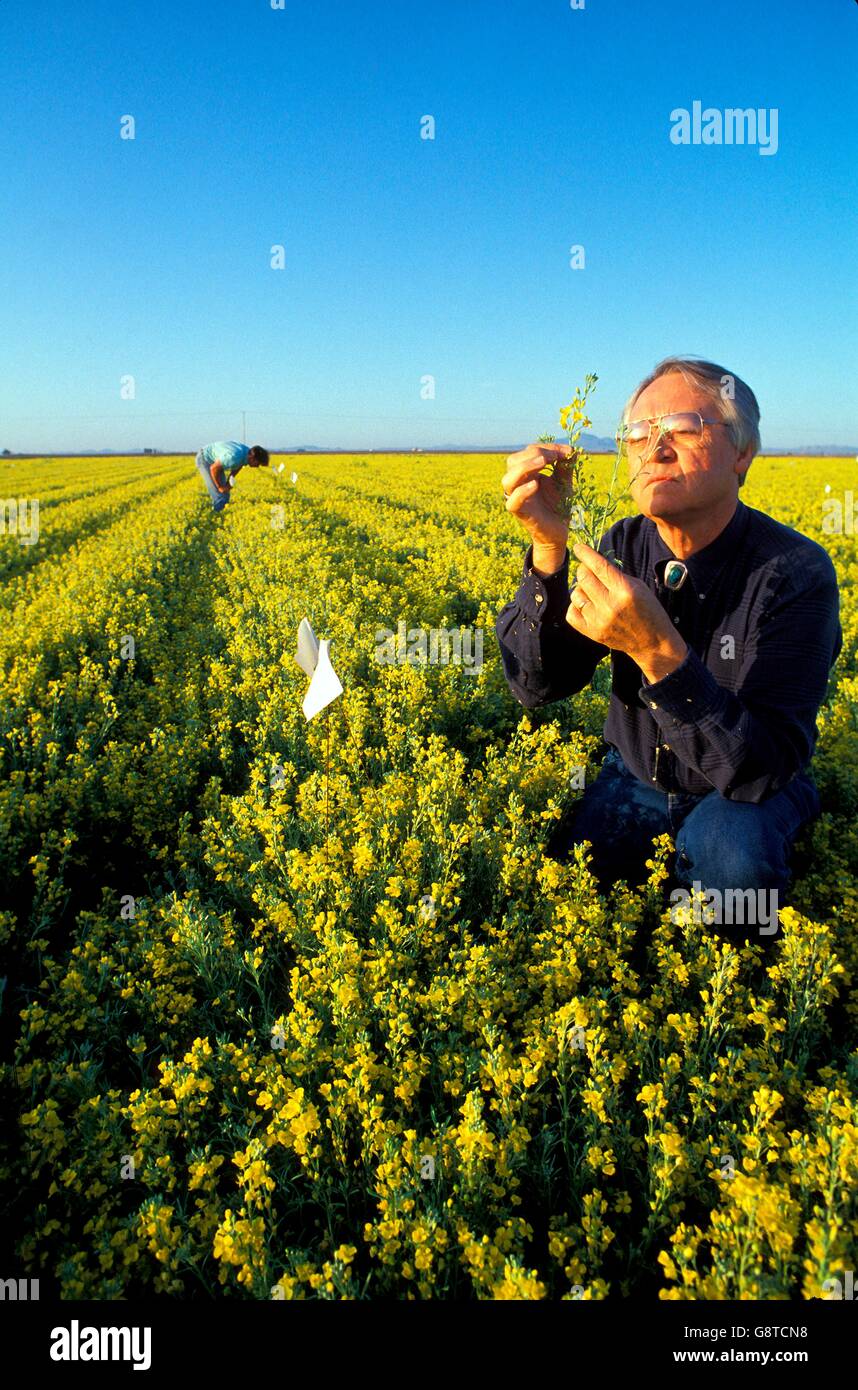 Crop biologist Anson E. Thompson checks lesquerella also known as winter oilseed for seed set in a 20-acre pilot production field in Maricopa, Arizona. Oil from the seeds can be used to make cosmetics and a variety of other products. Stock Photo