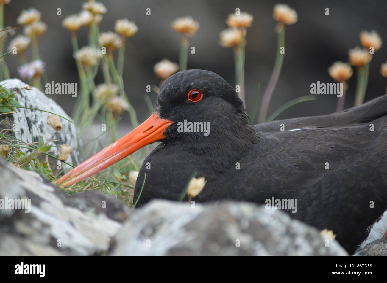 Oyster catcher at Giant's Causeway Stock Photo