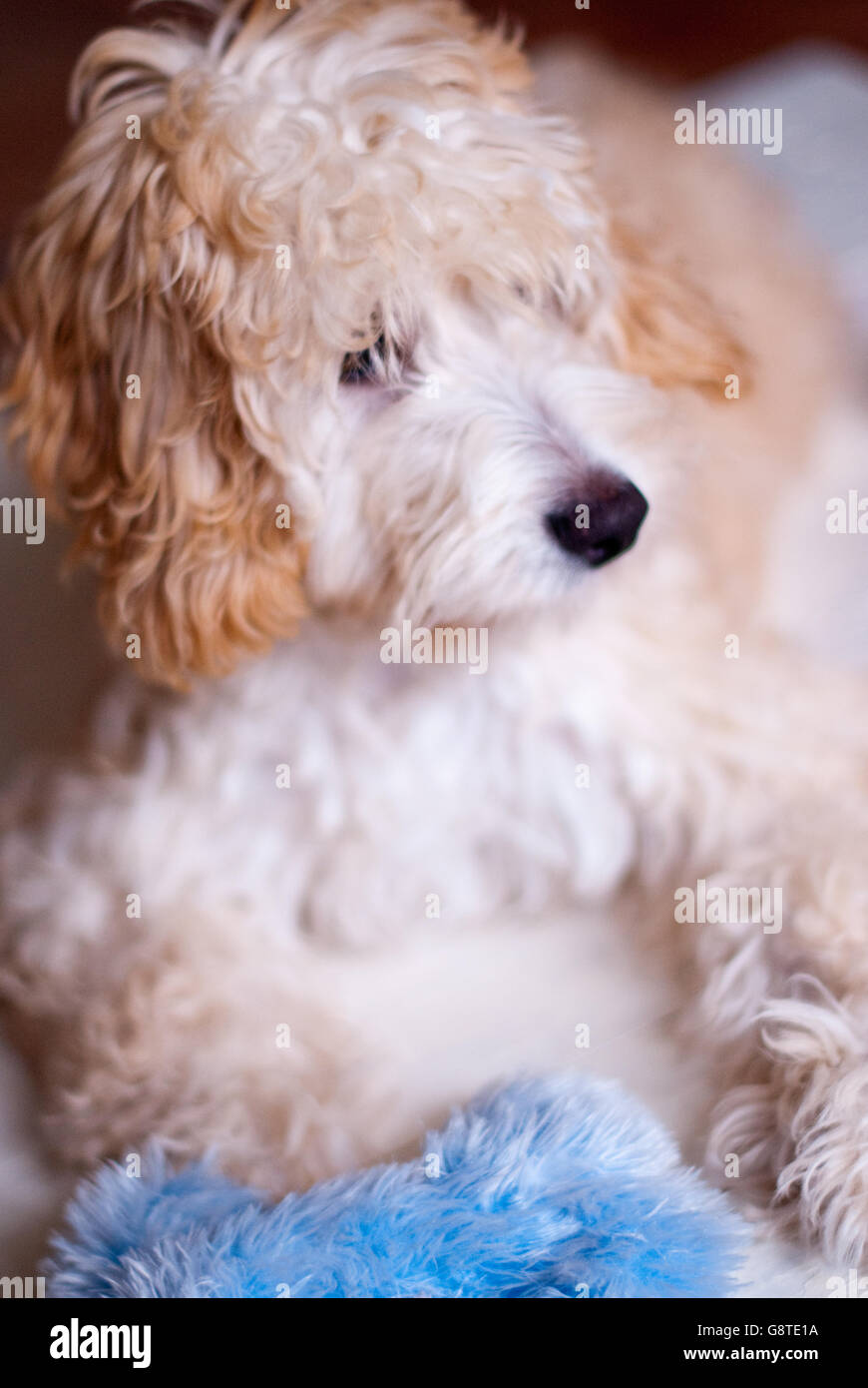 Dog portrait - Cockerpoo Stock Photo