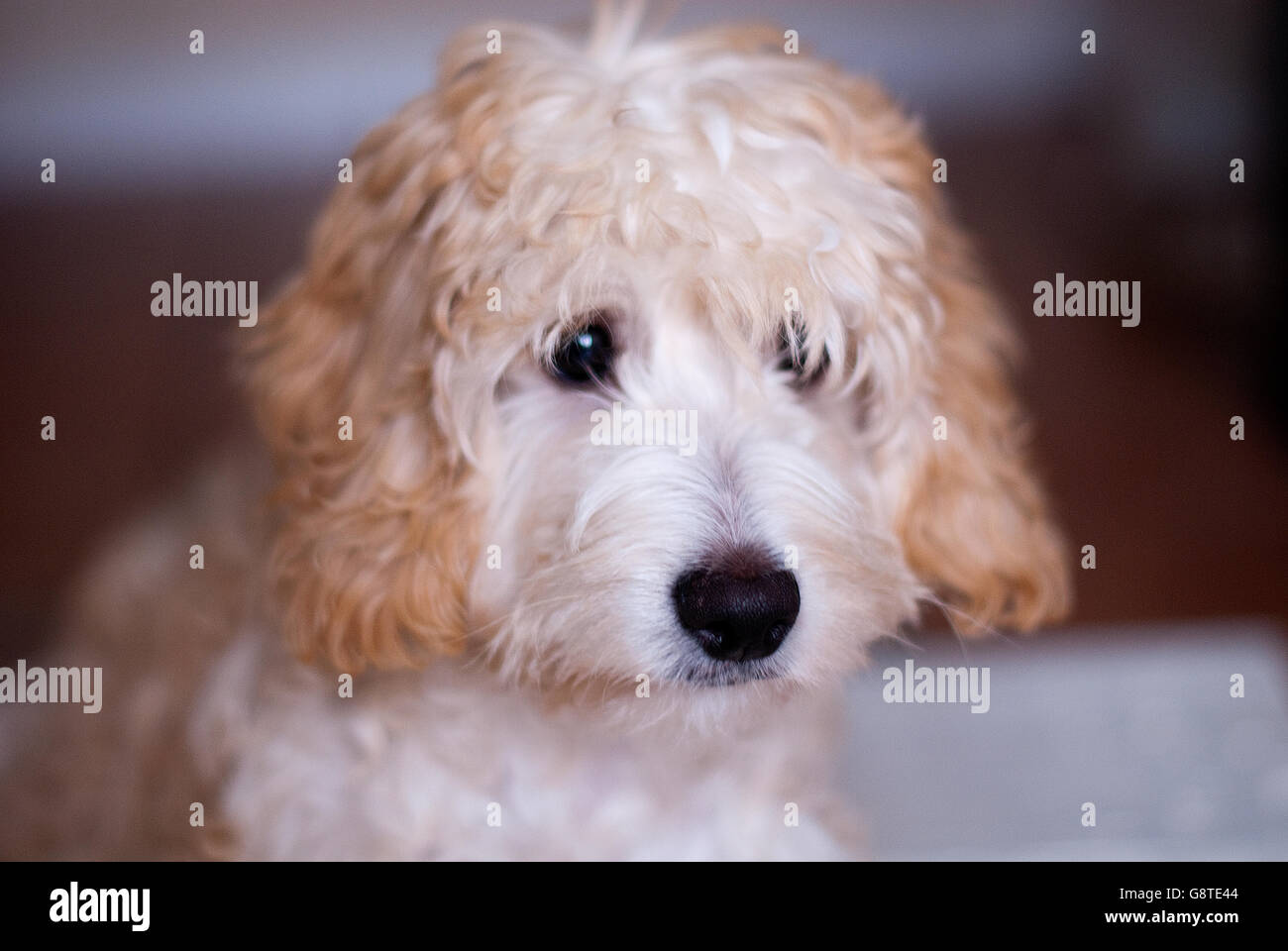 Cockerpoo hi-res stock photography and images - Alamy