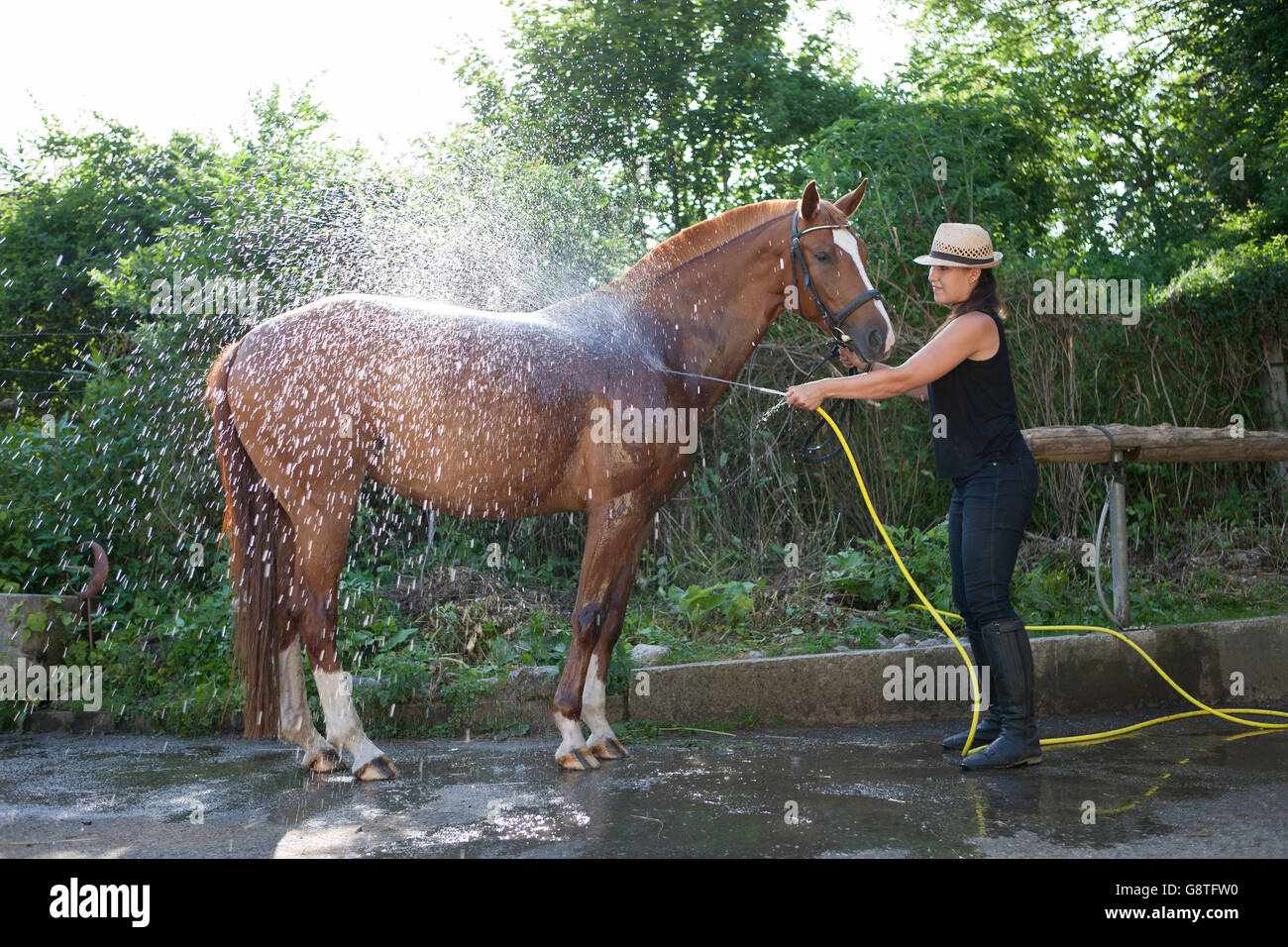 Woman on ranch washing horse using garden hose Stock Photo Alamy