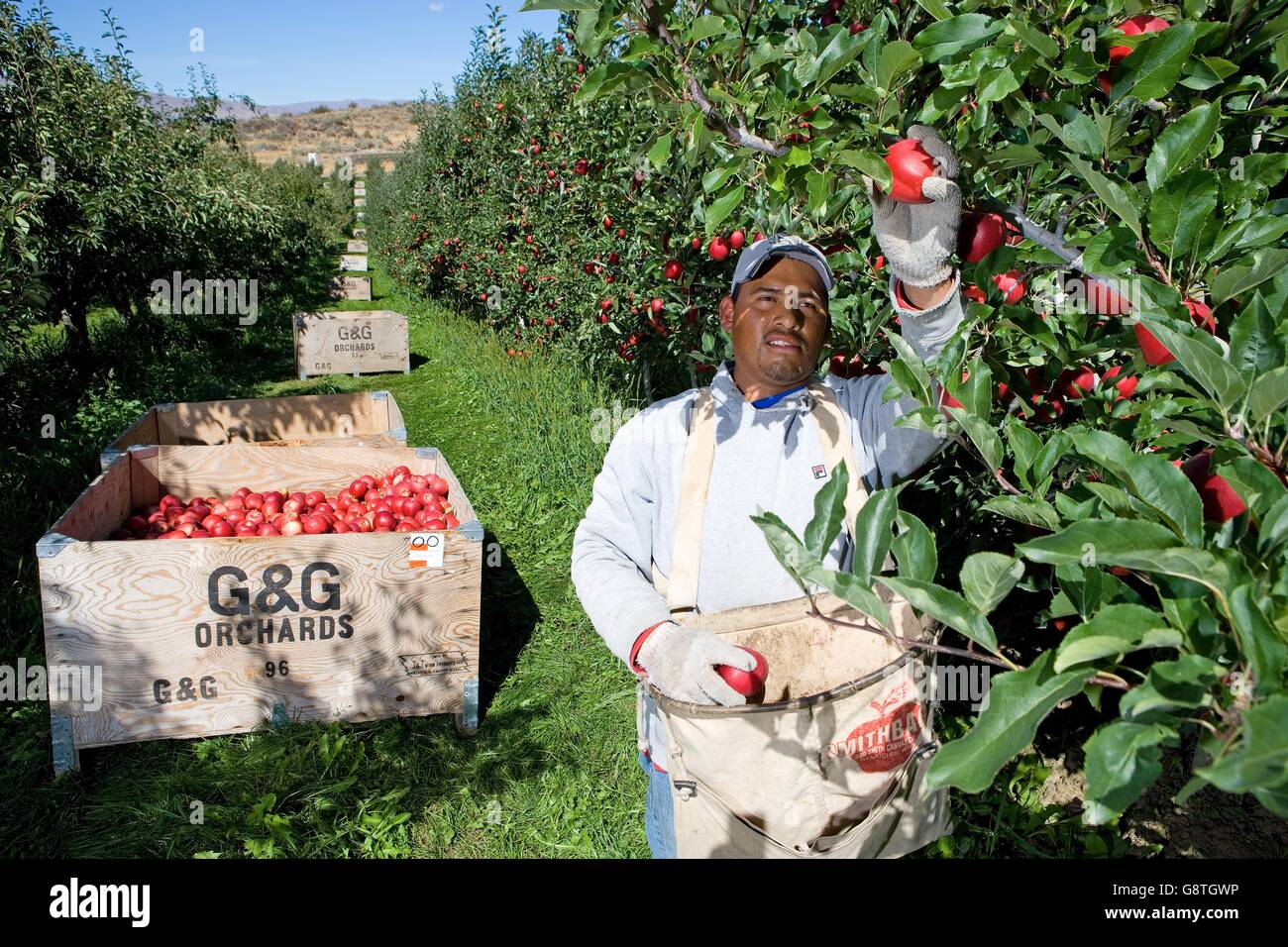 Workers harvest apples at G&G Orchards in Yakima, Washington. The