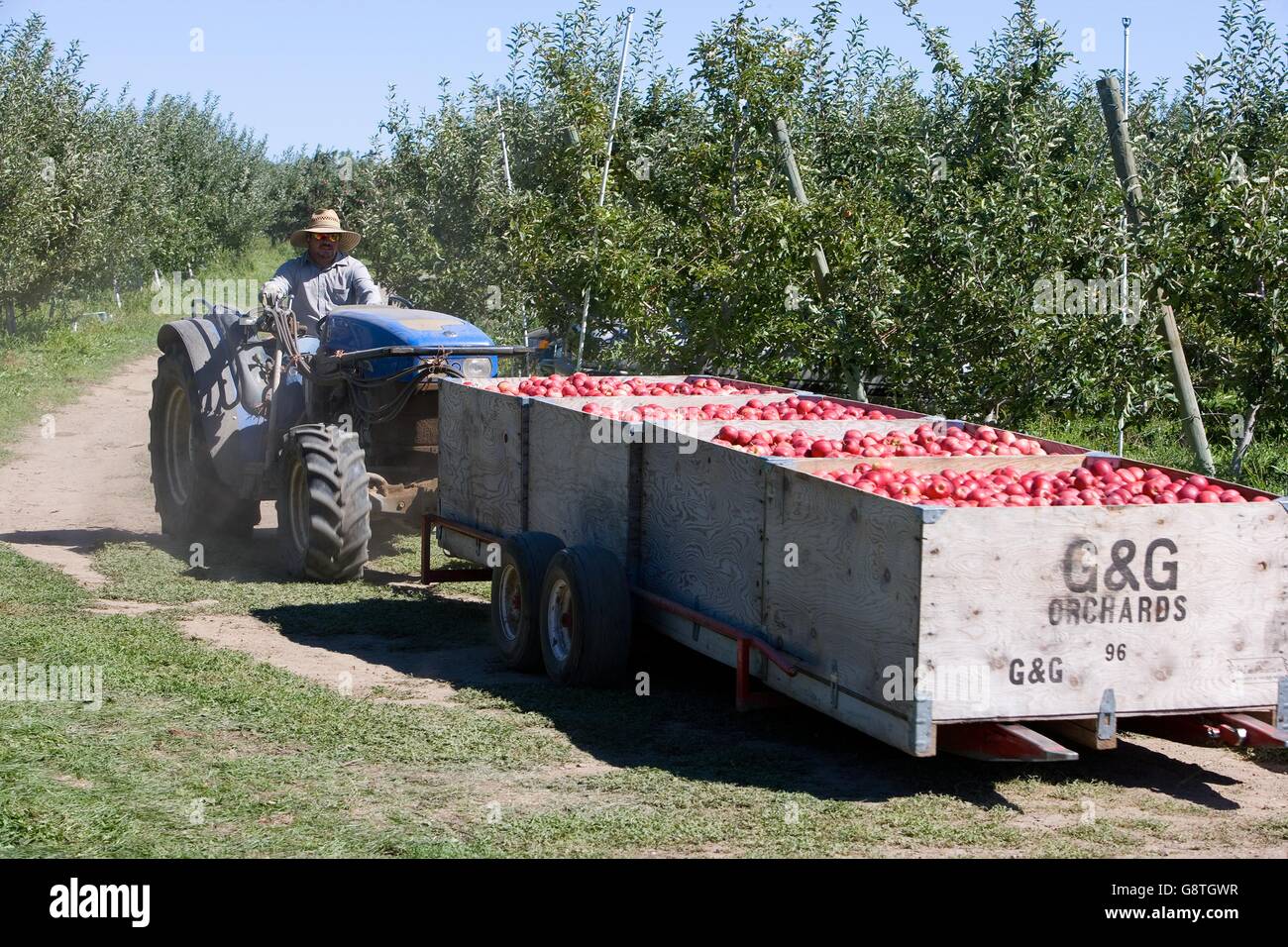 Workers Harvest Apples At Gandg Orchards In Yakima Washington The Orchard Is Owned By Rene And