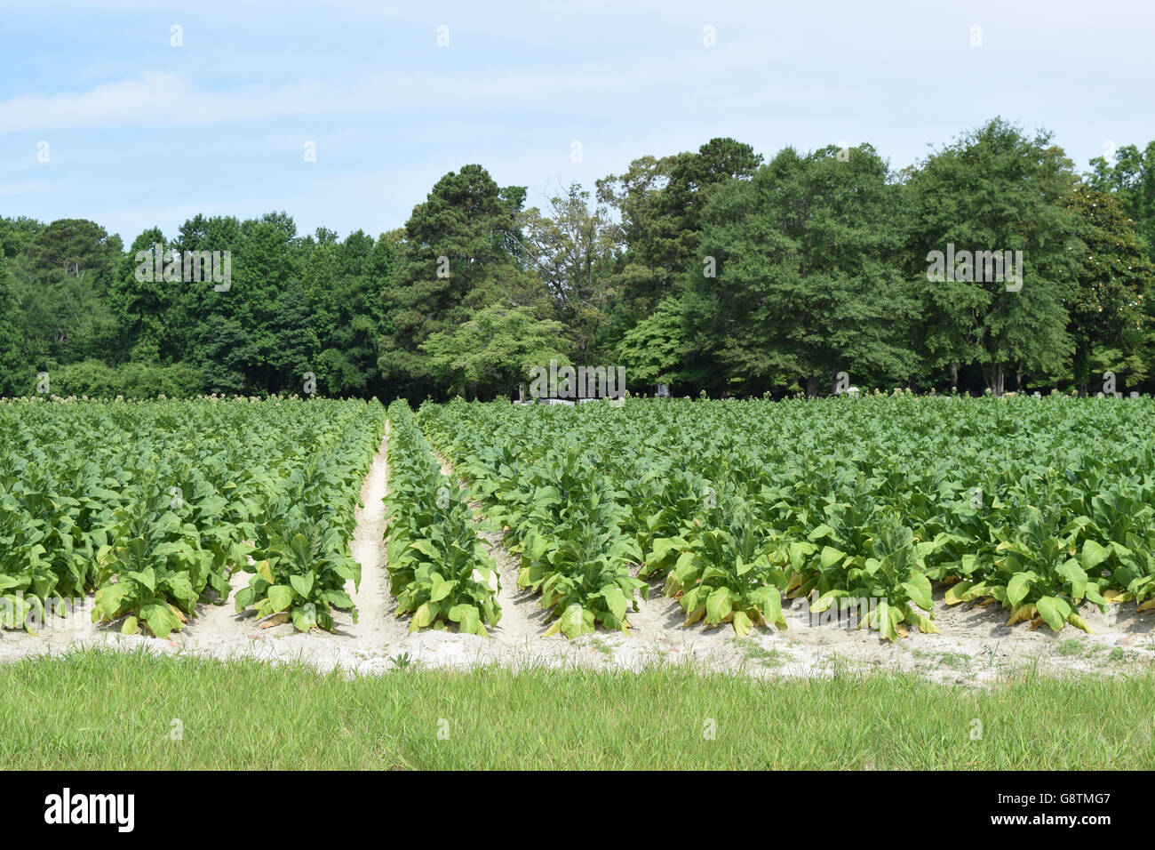 Tobacco Farm North Carolina Stock Photos & Tobacco Farm North Carolina