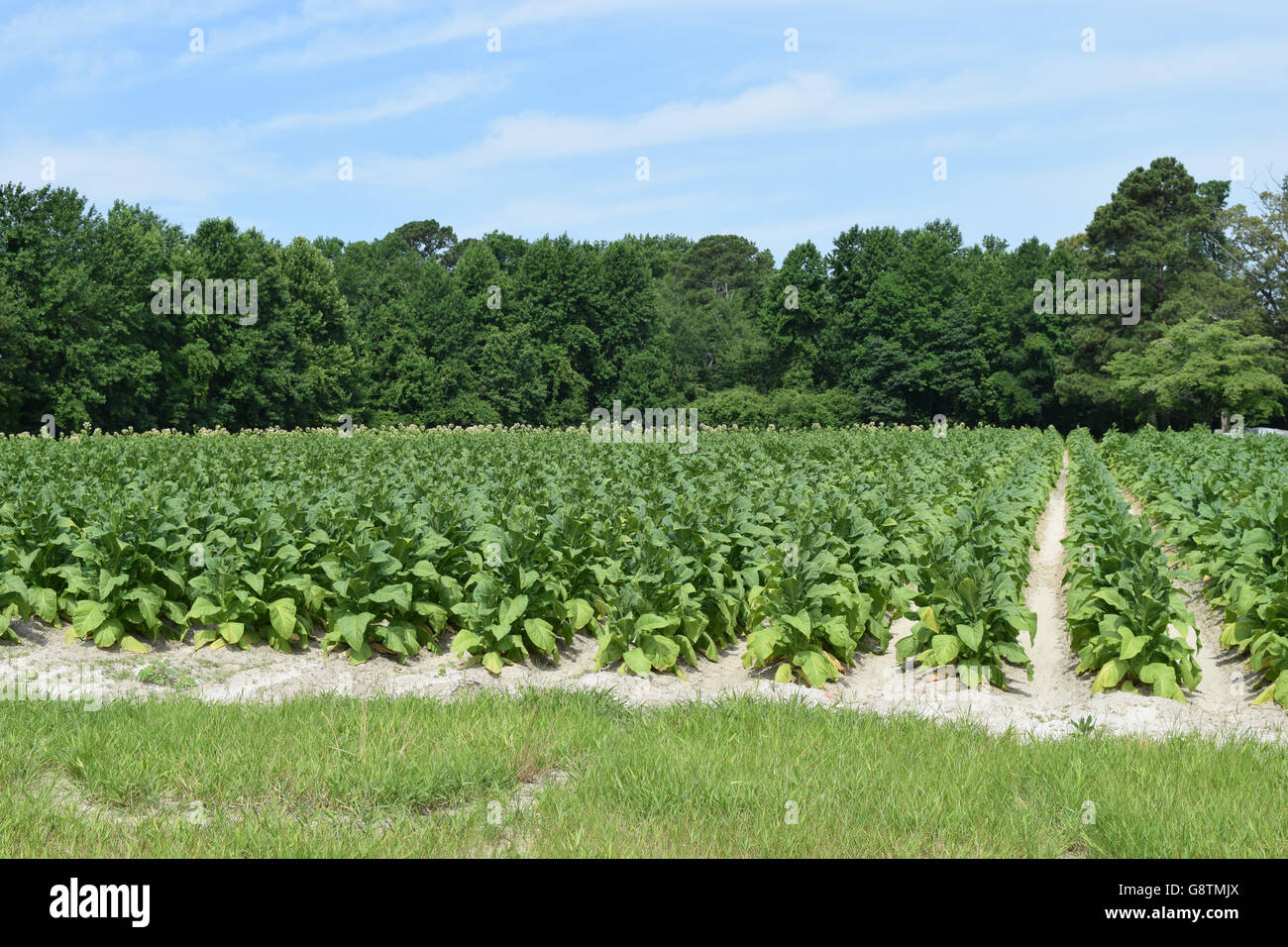 Tobacco crop hires stock photography and images Alamy