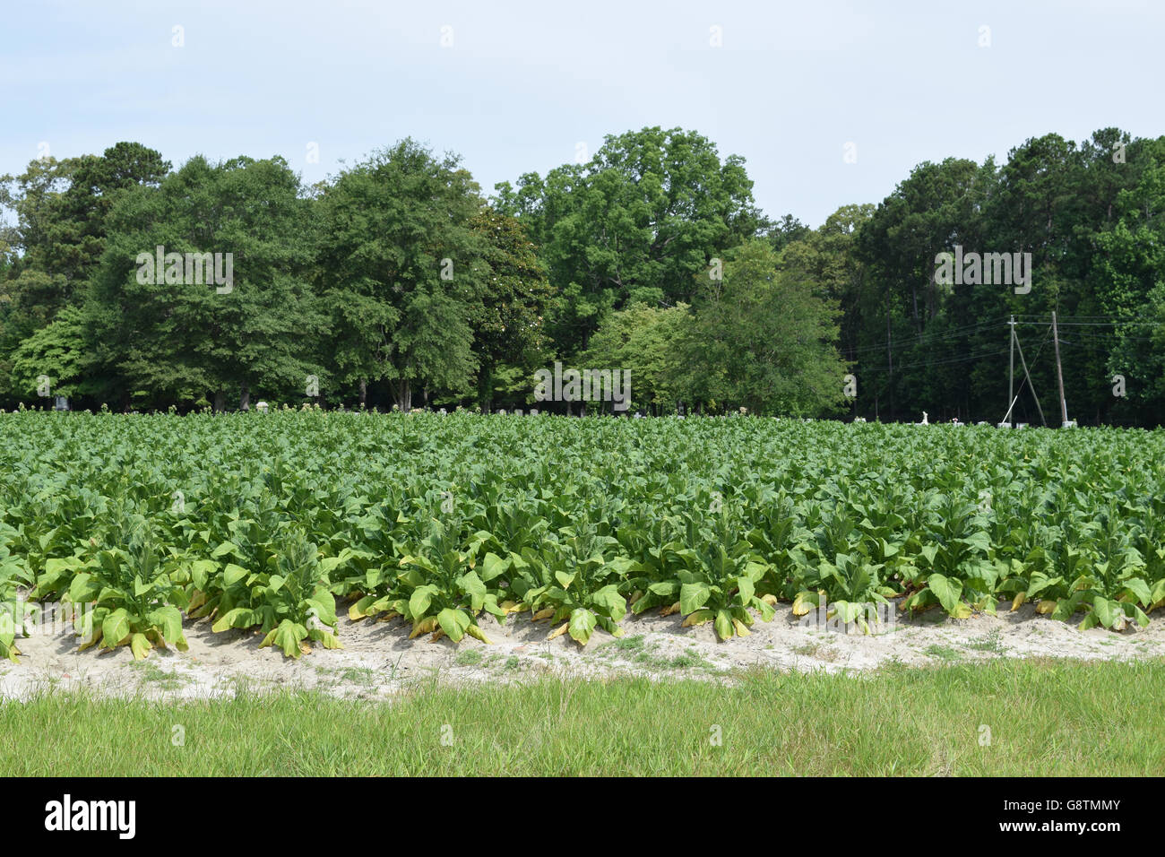 Tobacco Farm North Carolina Stock Photos & Tobacco Farm North Carolina Stock Images Alamy