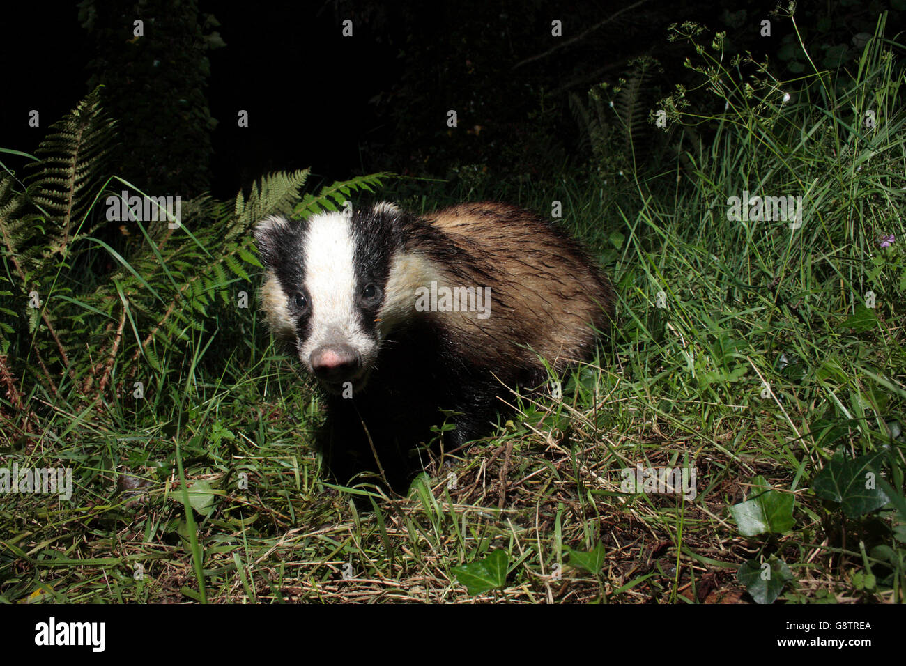 Badger cub. Stock Photo