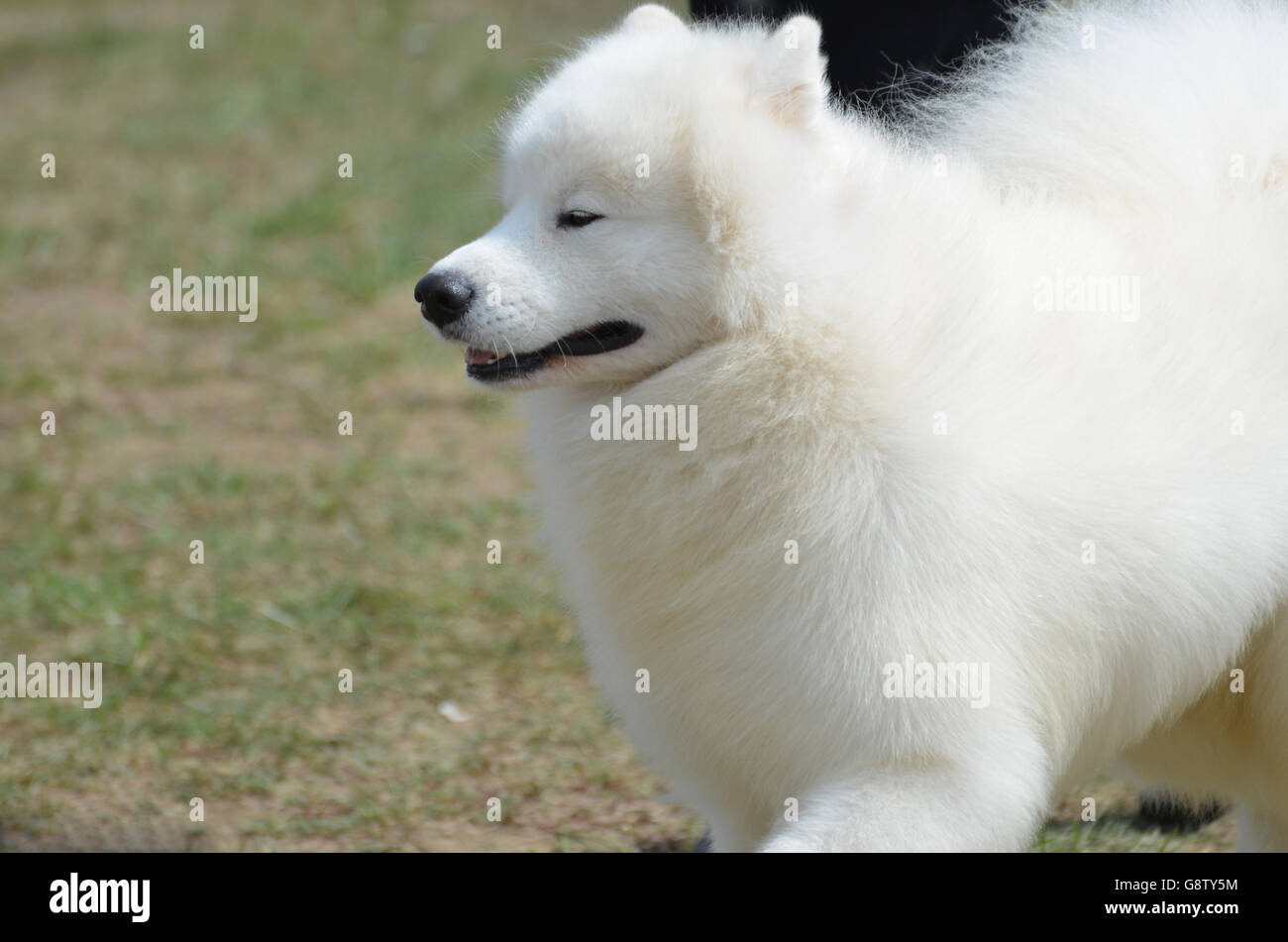 Eskimo Spitz High Resolution Stock Photography And Images Alamy