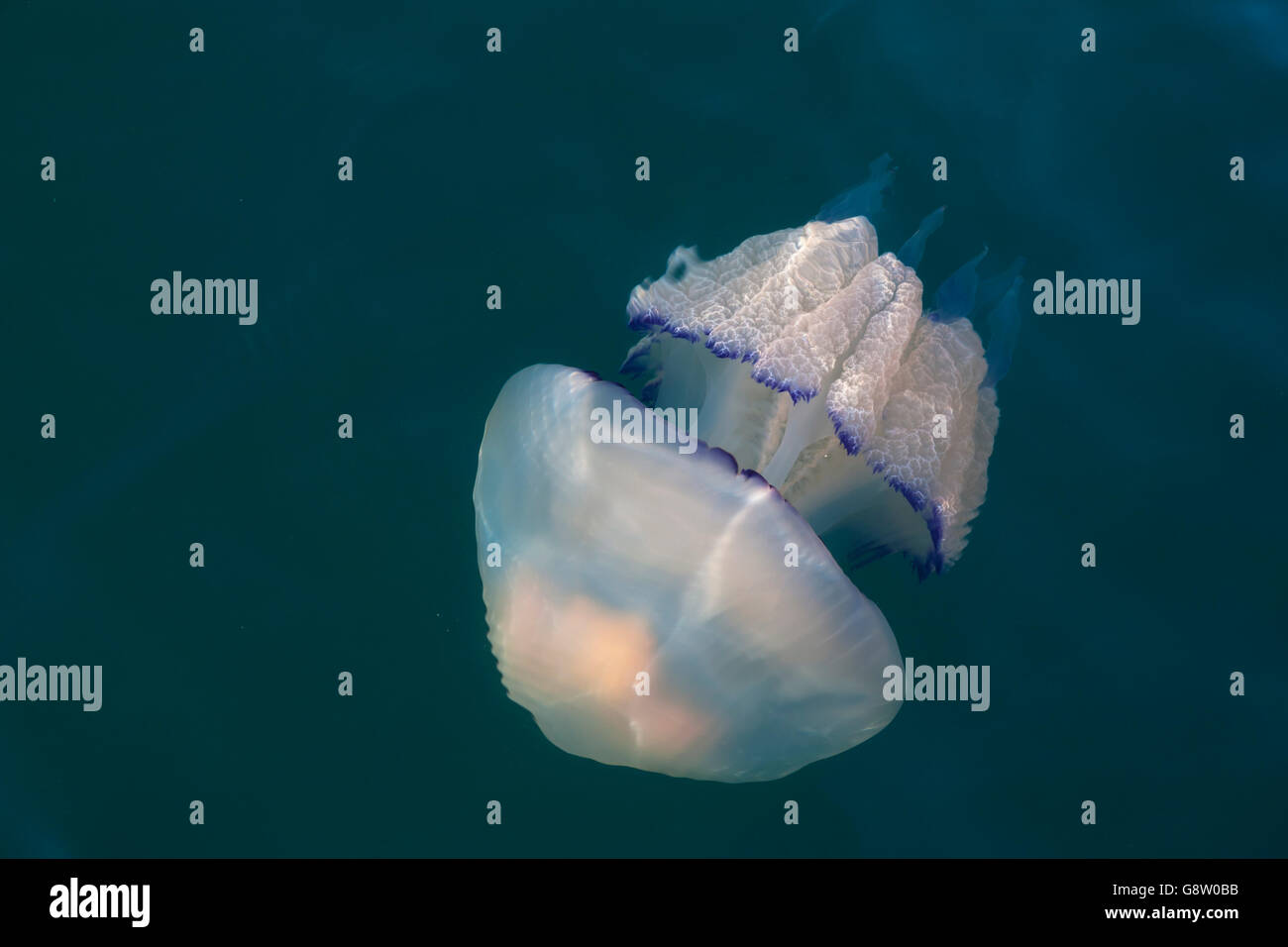 Barrel Jellyfish (Rhizostoma pulmo), alien, Laguna di Grado,  Friuli-Venezia Giulia, Italy Stock Photo