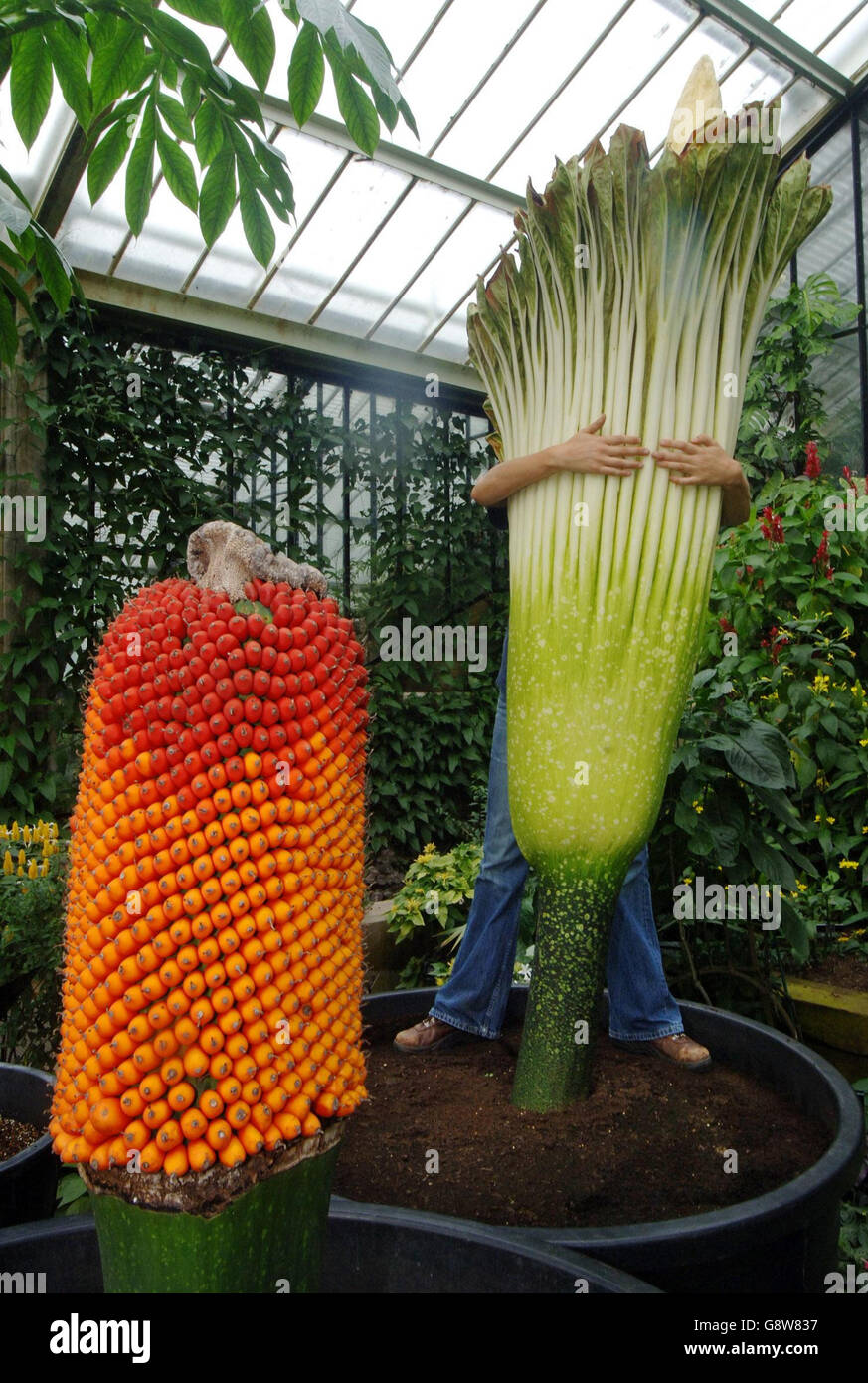 The three life cycles of a Titan arum lily, leaf (top left), fruit and flower on display at the Royal Botanic Gardens in Kew, Surrey today, Wednesday September 28 2005. The event is a horticultural first for the gardens in that all three stages have not taken place simutaneously before. PRESS ASSOCIATION photo. Photo credit should read: Fiona Hanson/PA Stock Photo