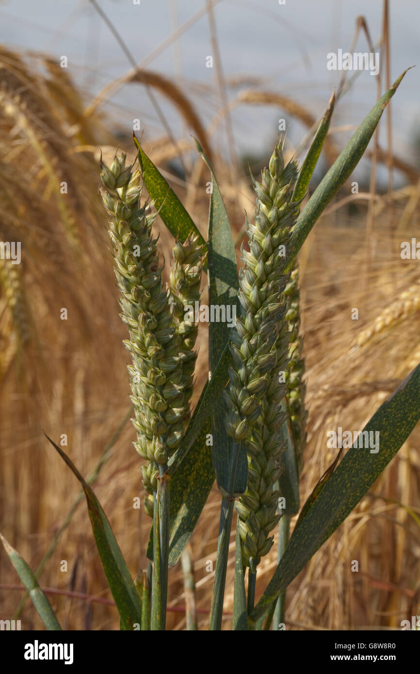 Wheat seed heads, or panicles, growing amongst a ripening Barley crop. Stock Photo