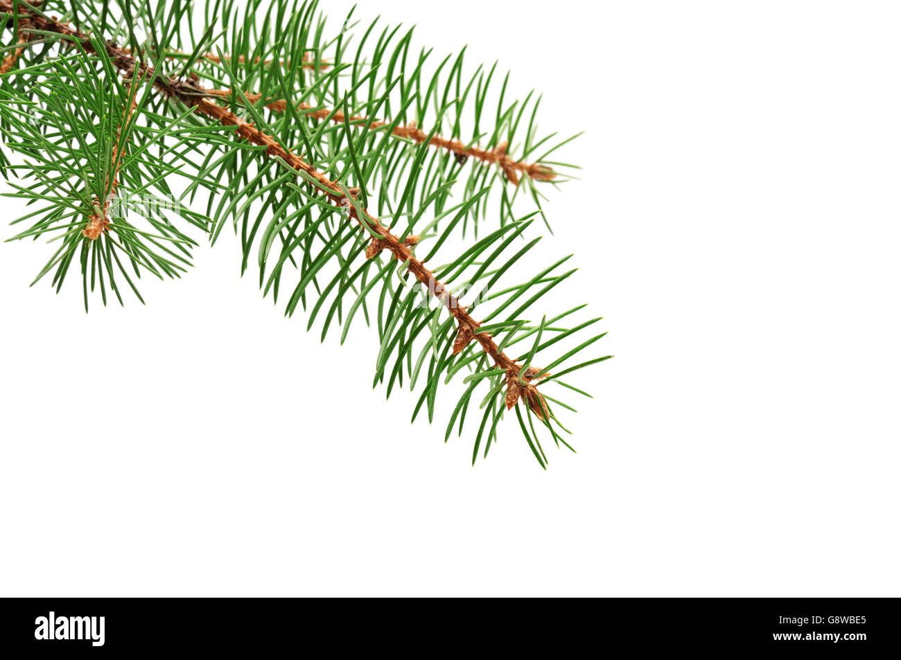 fir branch isolated on a white Stock Photo - Alamy