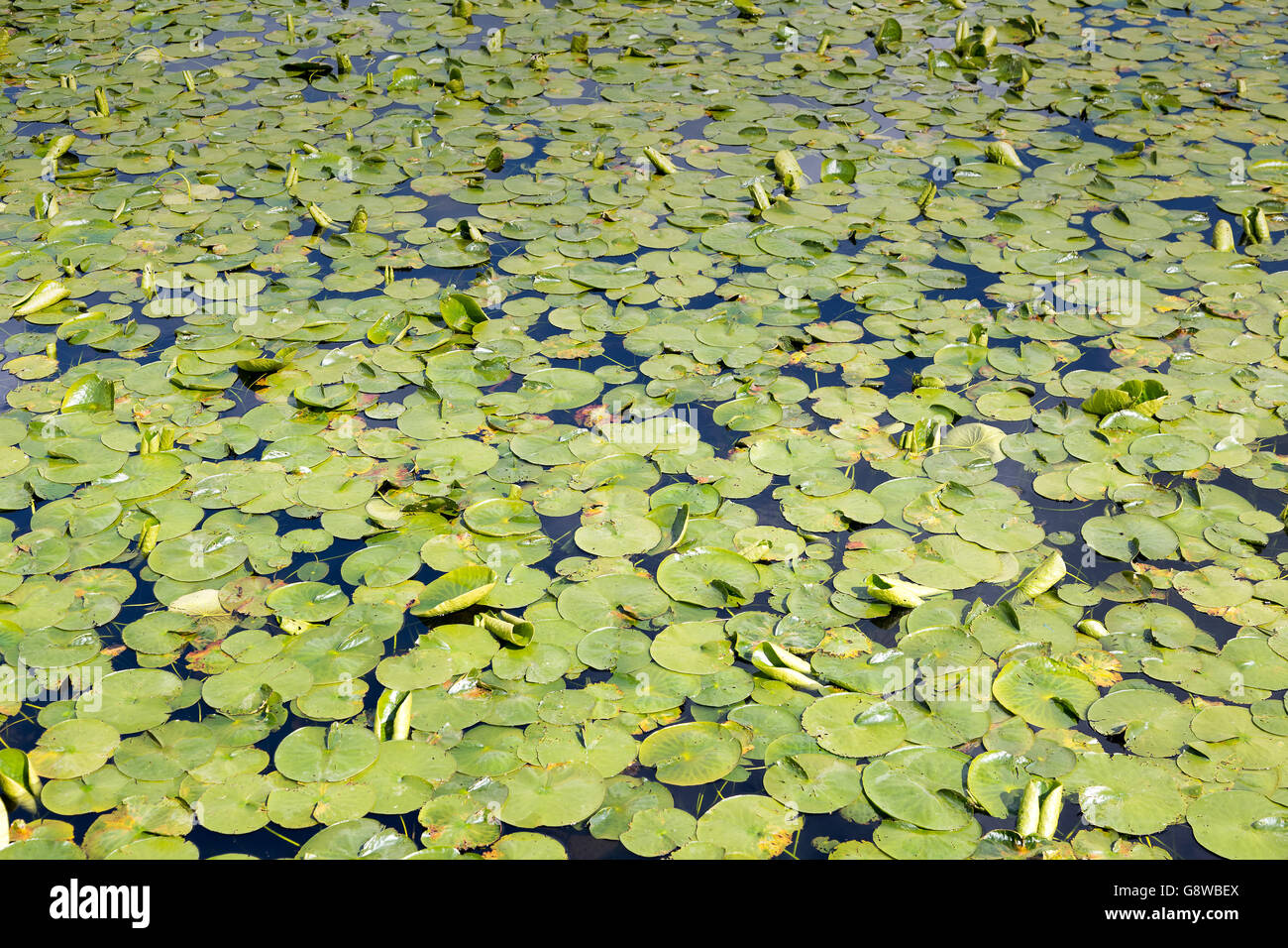 Lily pads on a lake Stock Photo Alamy