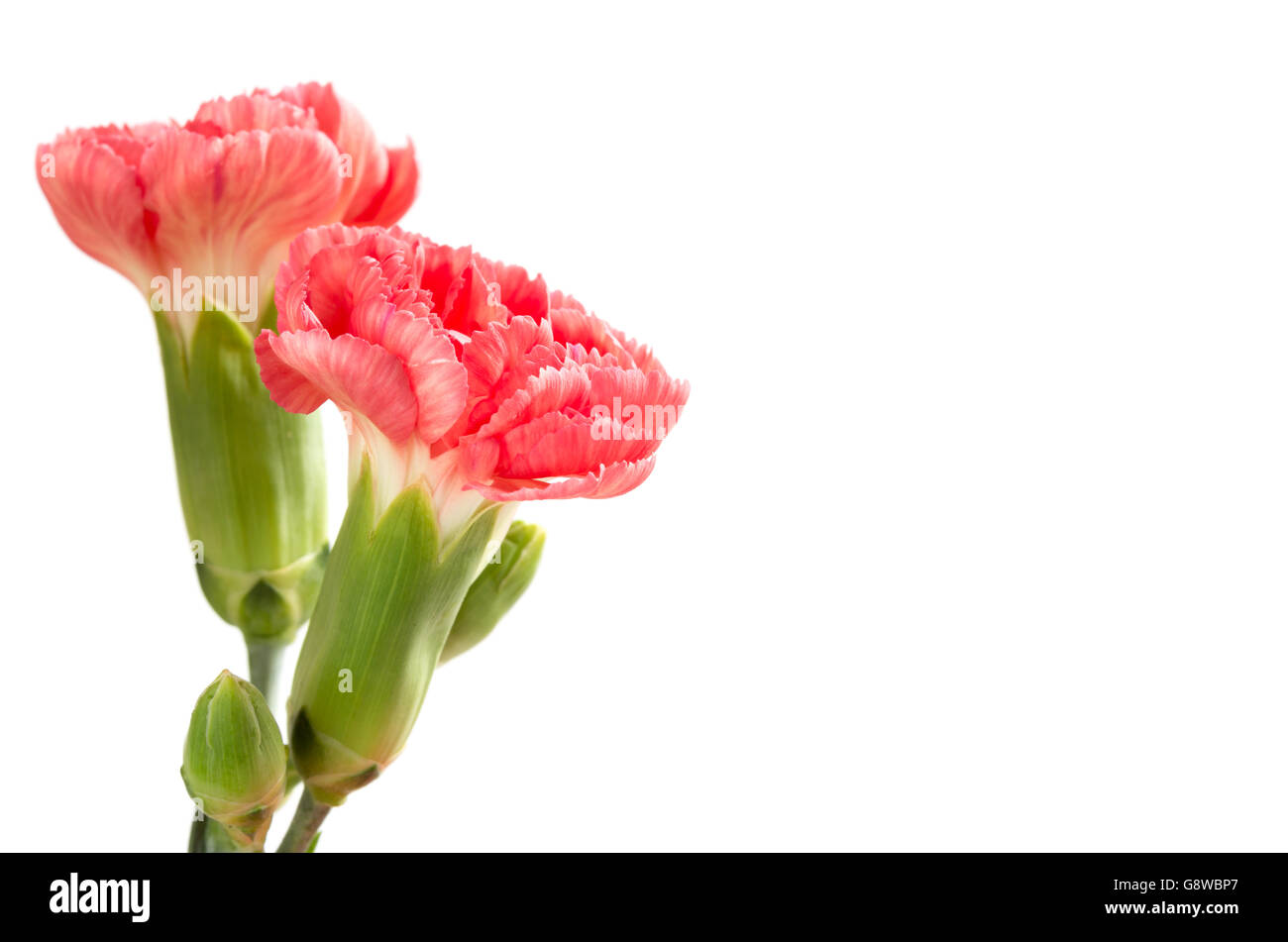 Pink carnations on a white background Stock Photo - Alamy