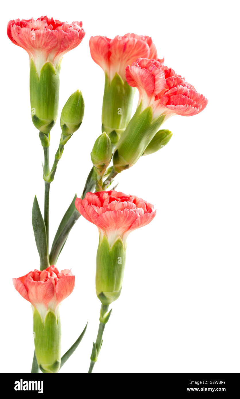 Pink carnations on a white background Stock Photo - Alamy