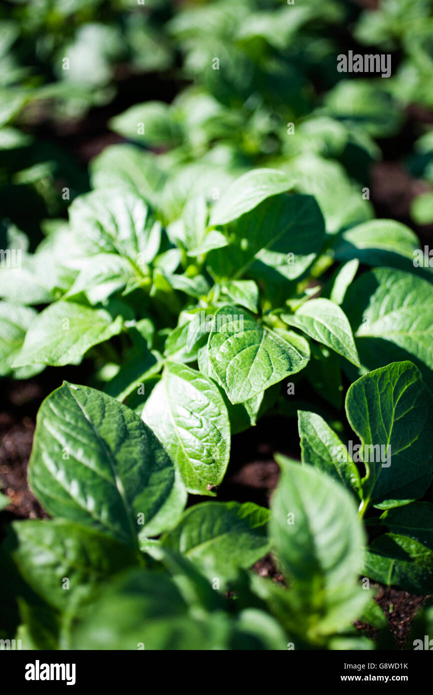 Growing potatoes in home garden Stock Photo Alamy
