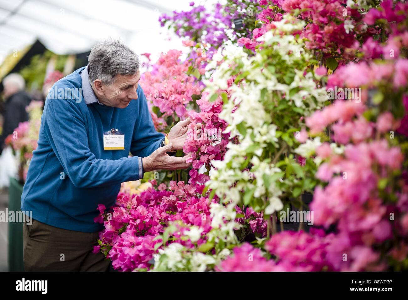 A flower seller arranges pink and white flowers on display on display