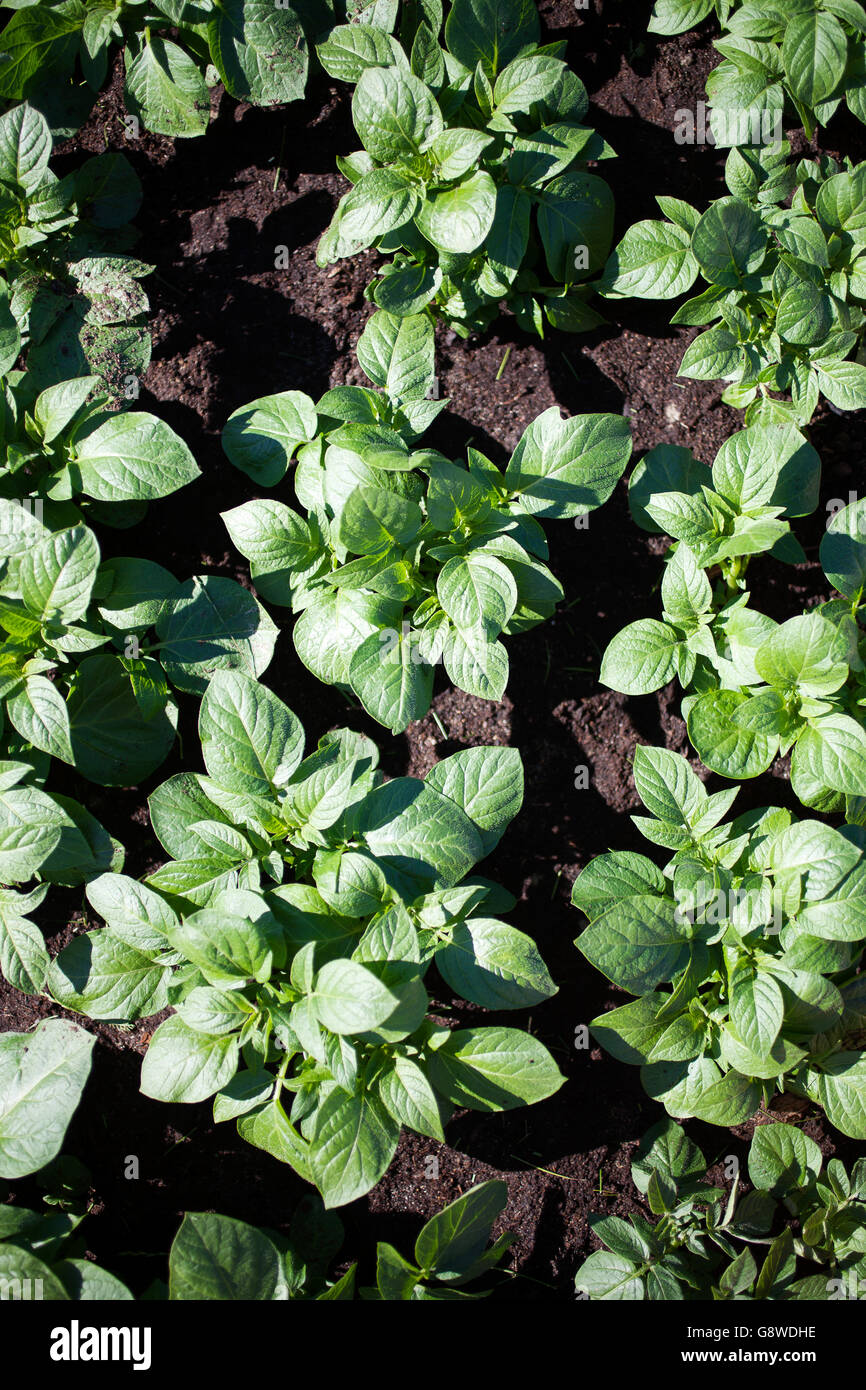 Growing potato hires stock photography and images Alamy