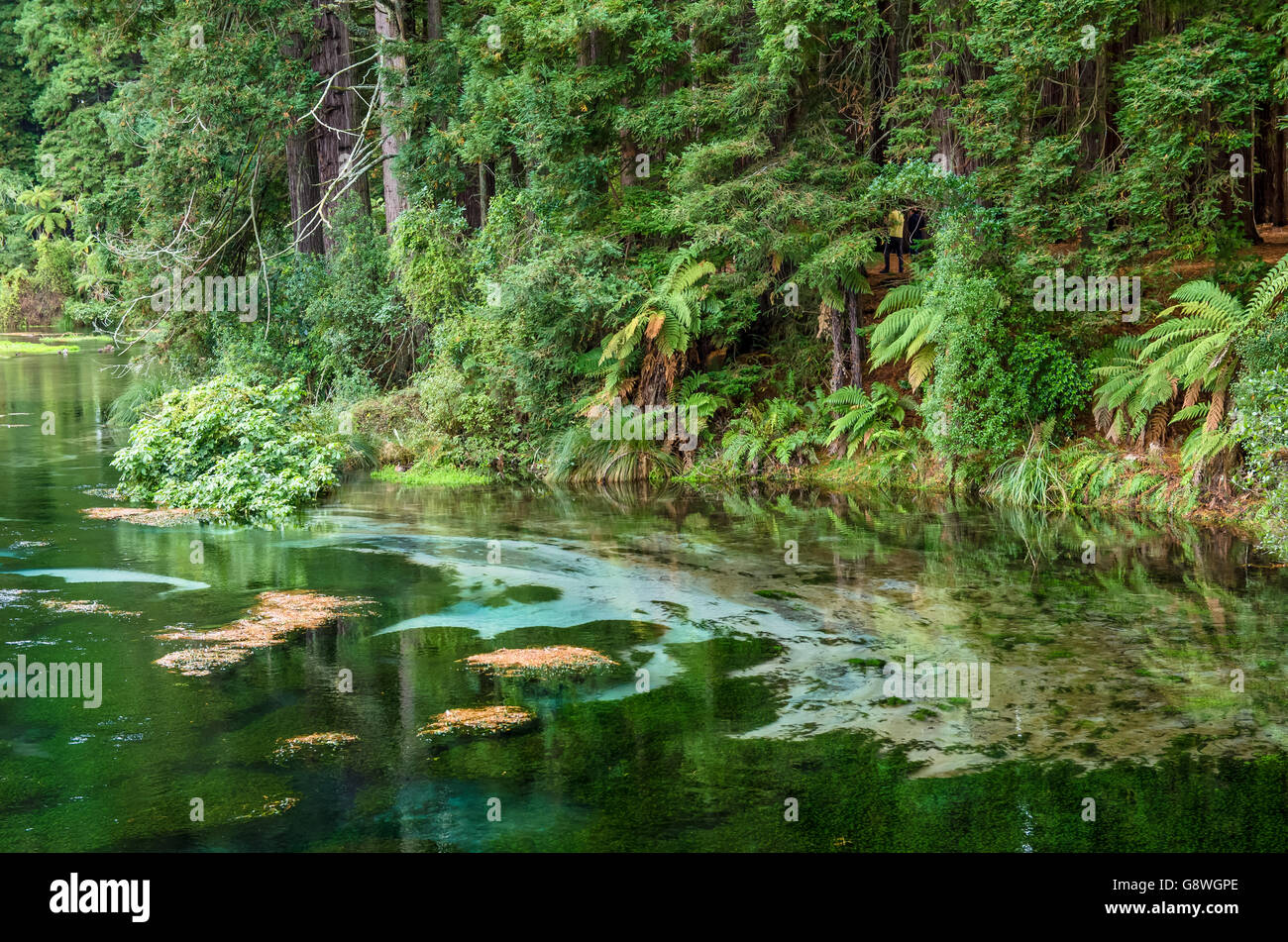 Hamurana Springs is the deepest fresh water on the North New Zealand Stock Photo - Alamy