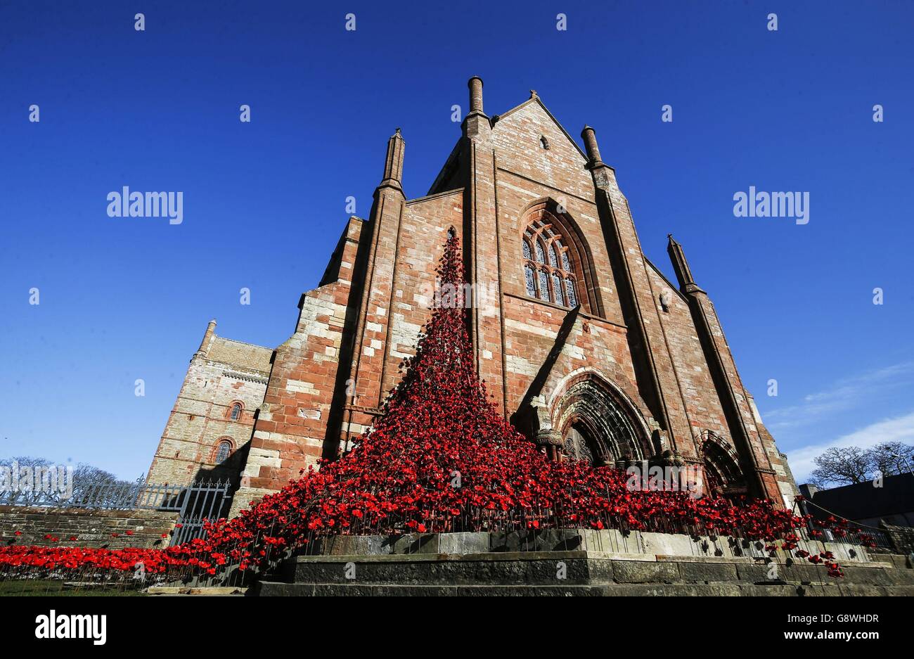 The Weeping Window sculpture made of ceramic poppies at St Magnus Cathedral in Orkney, Scotland. Stock Photo