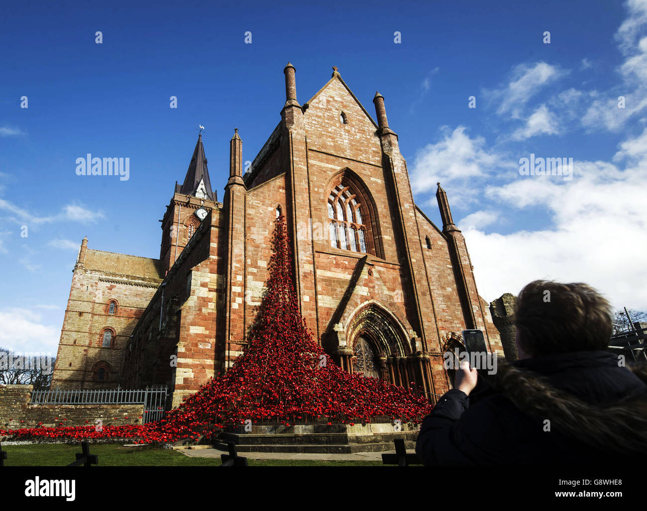The Weeping Window sculpture made of ceramic poppies at St Magnus Cathedral in Orkney, Scotland. Stock Photo
