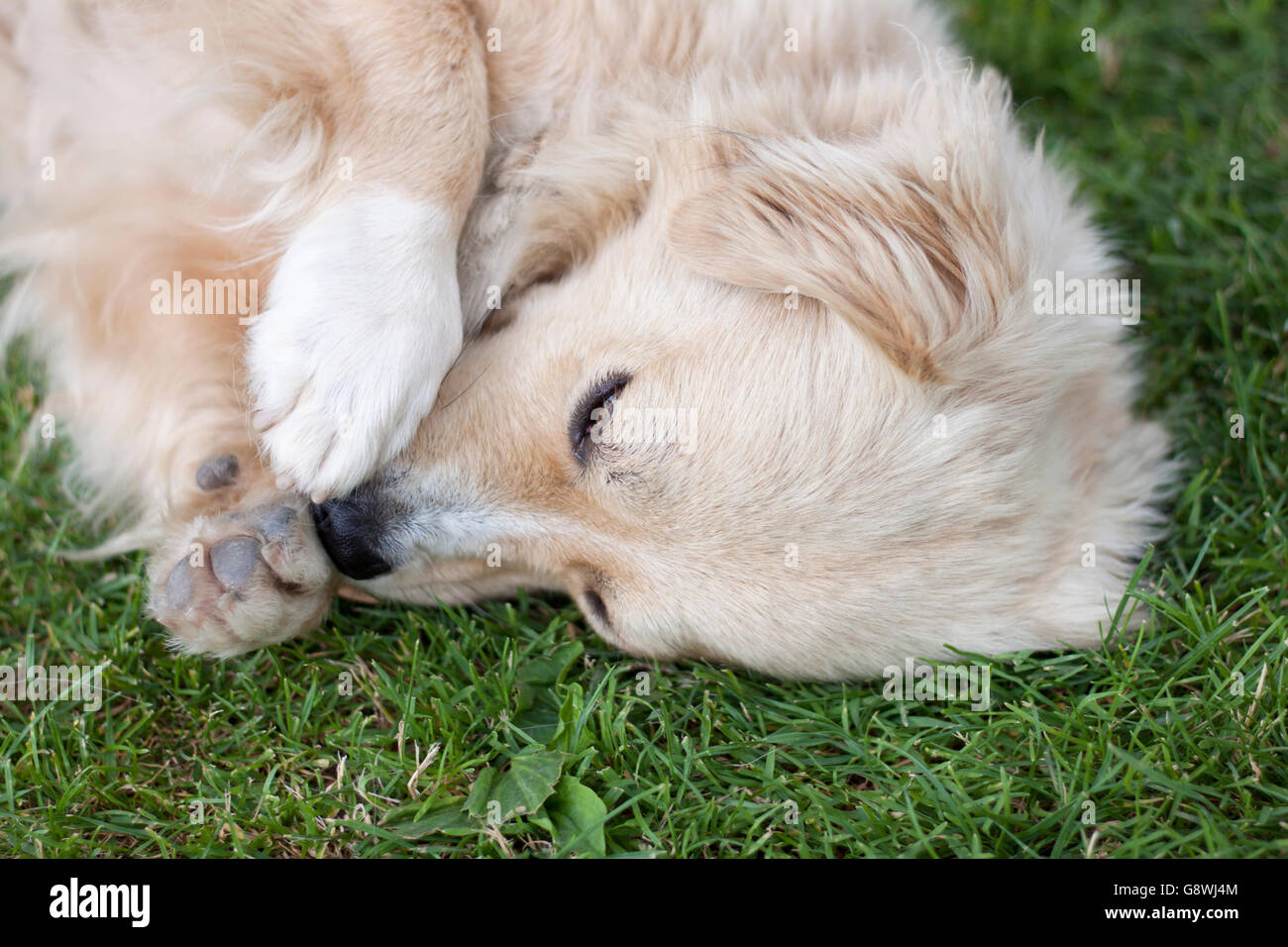 Beautiful dog lying on green grass and rubbing his nose Stock Photo
