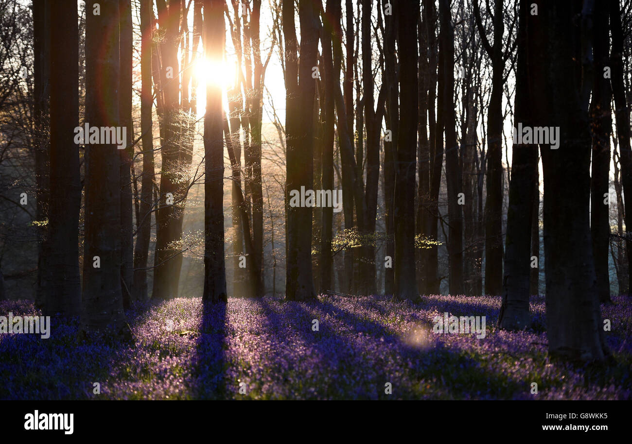 Spring lphli hli ampics hi-res stock photography and images - Alamy