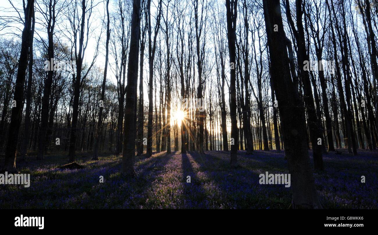 Bluebells are lit by the rising sun in Micheldever Wood in Hampshire. Stock Photo